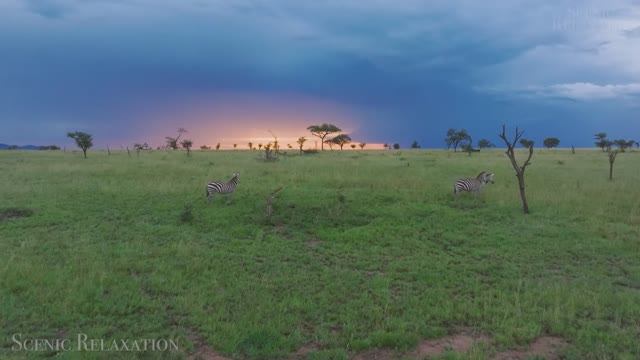 Животные Африки — живописный фильм о дикой природе с вдохновляющей музыкой!... смотреть онлайн