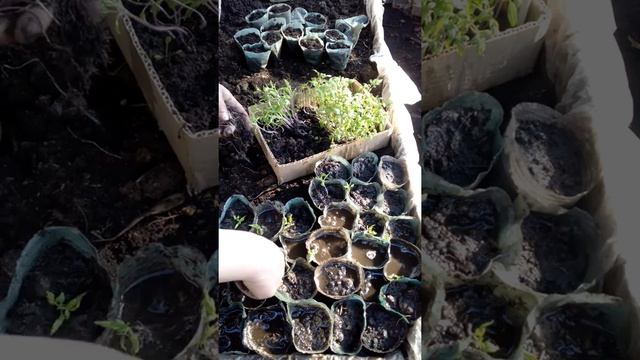 быстрый способ пикировки рассады томатов