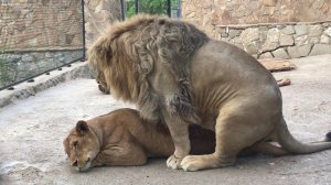 Брачные игры у льва Симбы и львицы Легенды!