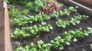 Посев Кориандра ( Киндзы ). Сроки Сева. Обзор в Теплице Ранней Зелени и Редиса.