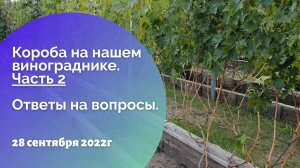 Короба на нашем винограднике. Часть 2. Ответы на вопросы. 28.09.2022
