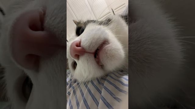 милота ролик из инета
