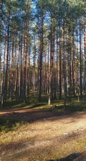 №60 Гармонизация и восстановление функций головного мозга