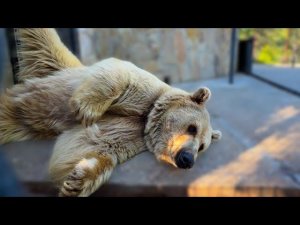Веселый бурый мишка блондин из ТАЙГАНА!
