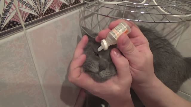Как лечить глаза коту или что делать, если у кота гноятся глаза смотреть онлайн