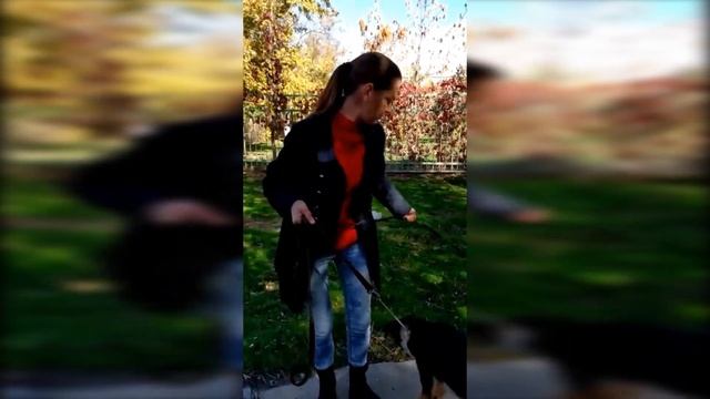 «Я не хочу, чтобы мои собаки на шаурму пошли», - волжанка смотреть онлайн