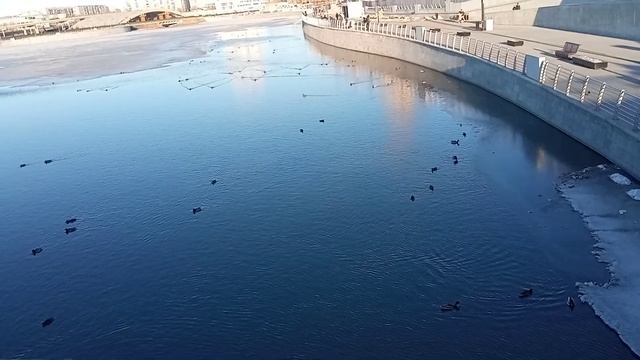 Море уток на Миассе. Челябинск. 2023. смотреть онлайн