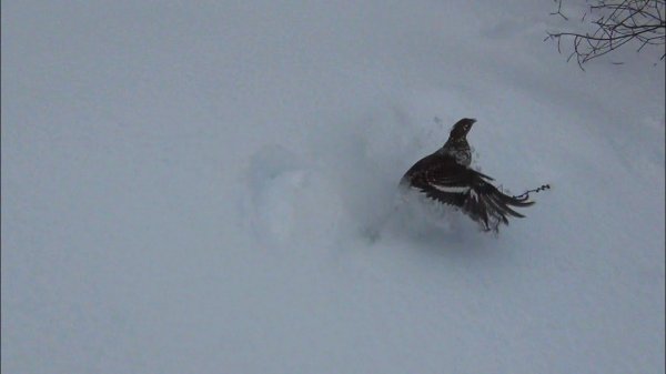 тетерева взлетают прямо из под ног( тетерев на лунках)