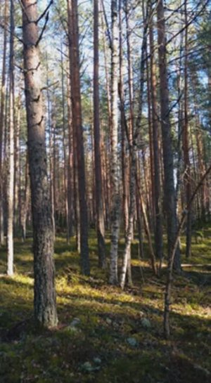 №58 Растворение и очистка заторов в энергетических структурах и энергиях