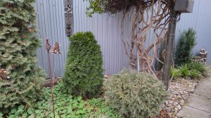 Обзор моих хвойных и принципов их посадки 05.12.2024 г. Пятигорск #южныйсад#хвойныевсаду#дизайнсада