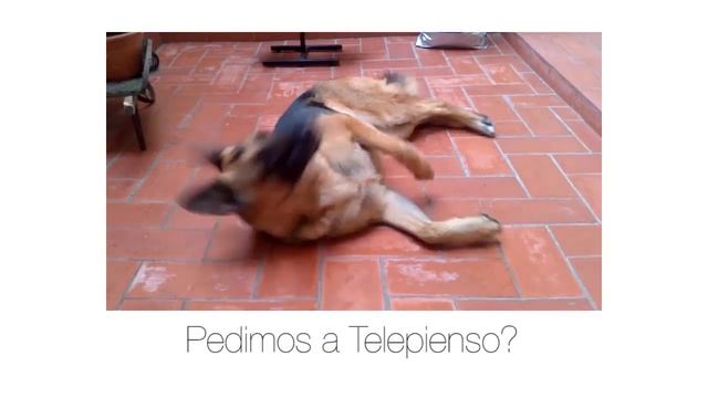 Royal Canin Maxi Sterilised - Telepienso смотреть онлайн