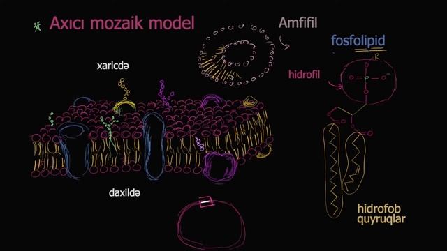 Hüceyrə membranının axıcı mozaik modeli смотреть онлайн