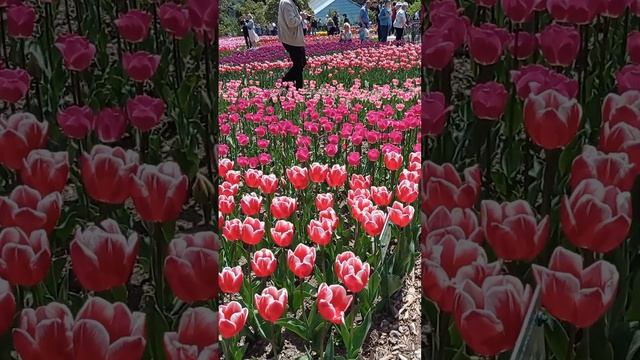 Парад тюльпанов. 2022. смотреть онлайн