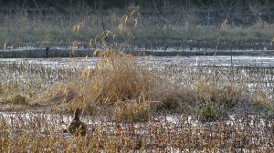 Охота на селезня с подсадной | Весна 2020 | Белый аист прилетел