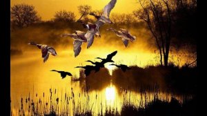 Охота на утку. Открытие летне-осеннего сезона. 13.08.2016. Часть 2 - Теплая и душевная вечерка.