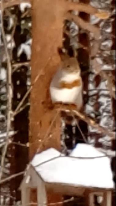 Ручные белки смотреть онлайн