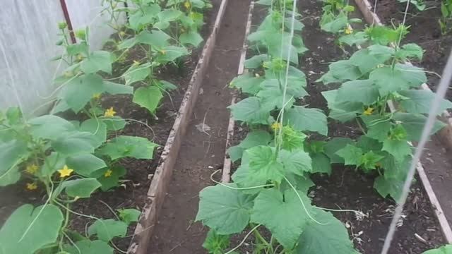 Огурцы - Мульчирование и Выращивание в Теплице и Открытом Грунте на Урале. смотреть онлайн