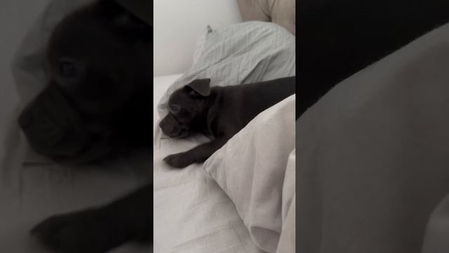 FIRST STEPS IN HER NEW HOME! 🏡 🐶 #puppy #staffy #staffordshireterrier #dog #cute #fun #pets #girl