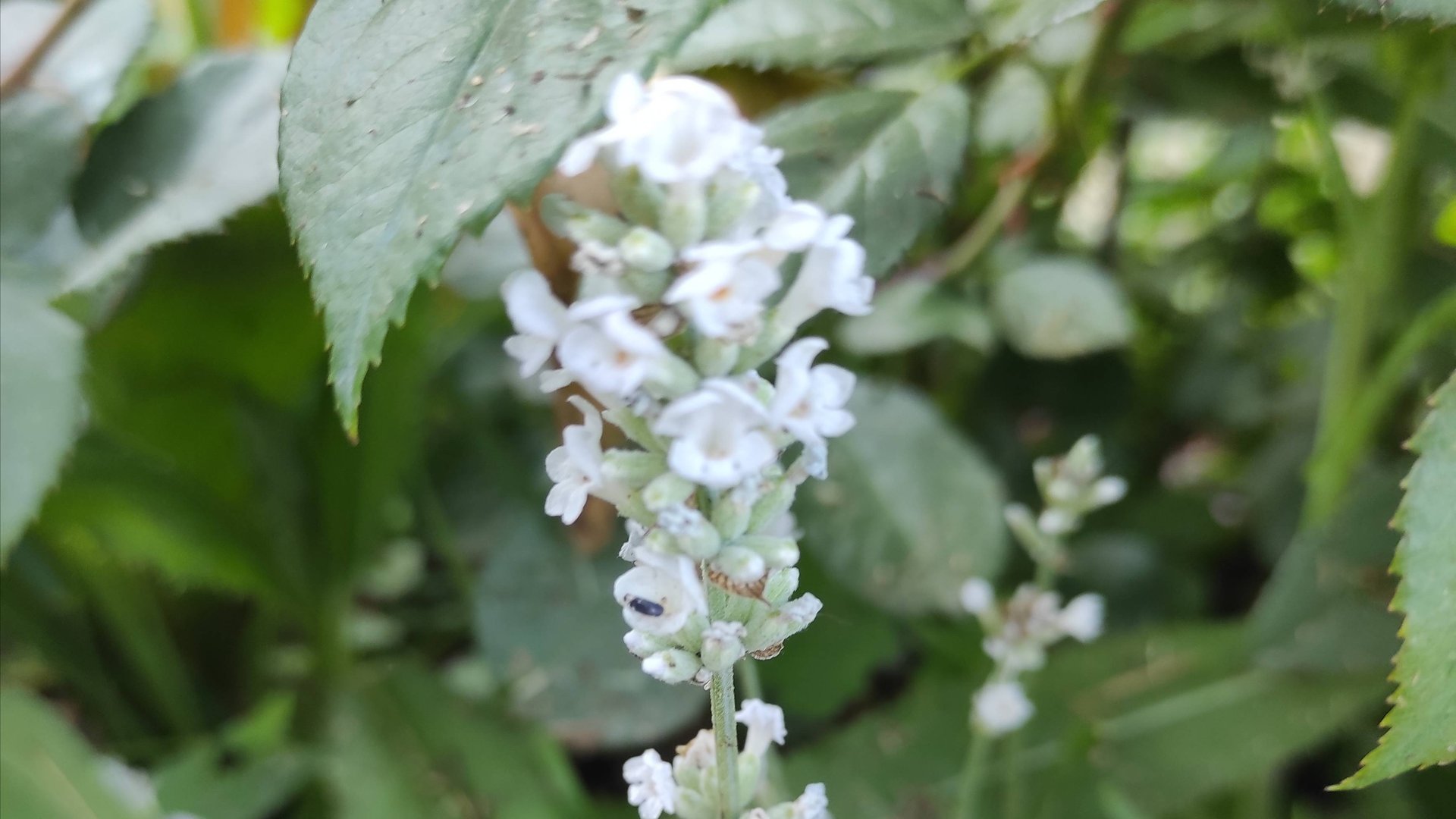 Простой способ посева лаванды. Мой опыт смотреть онлайн