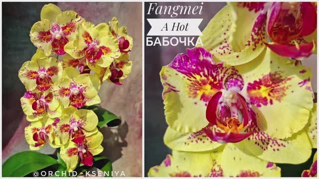 Phal. Fangmei A Hot 🦋 Домашнее цветение яркой жёлтой азиатской орхидеи бабочки Фангмей Э Хот. Обзор смотреть онлайн