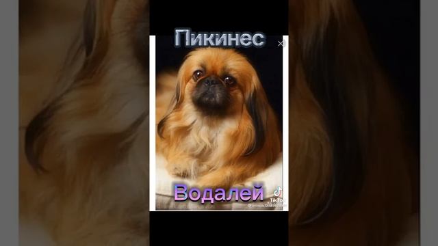 какая ты собака по знаку зодиака (2 часть) () :) смотреть онлайн