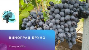 #Виноград #Бруно