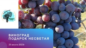 #Виноград #ПодарокНесветая