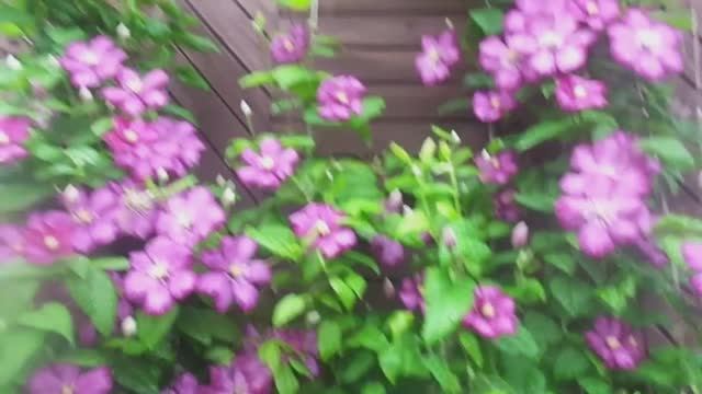 Клематис - Проверенные Способы Размножения. 100 Процентная Приживаемость. смотреть онлайн