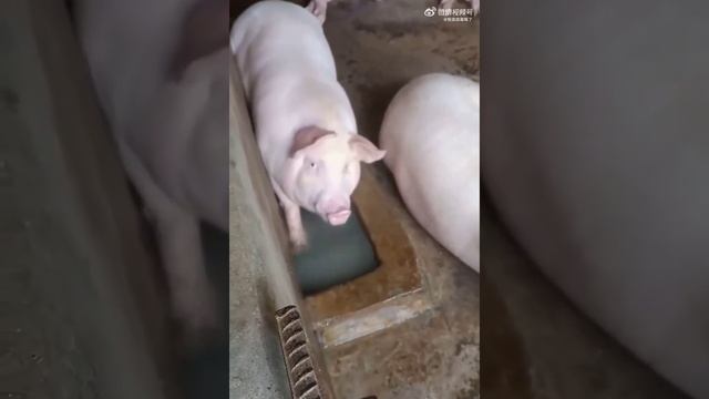 свинья булькает смотреть онлайн