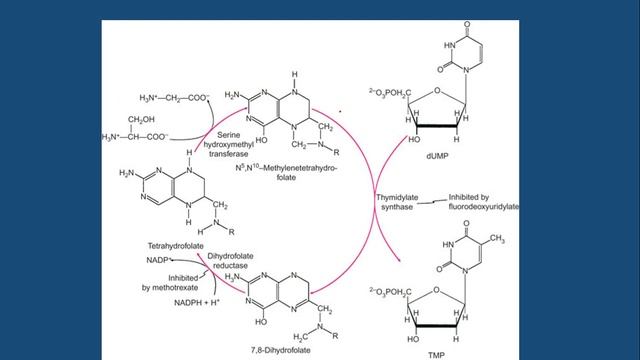4 6 amino acid metabolism single carbon mtabolism смотреть онлайн