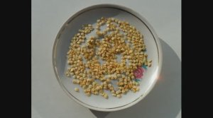 Советы по выращиванию своих семян овощных культур