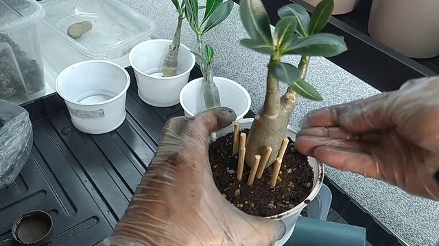 Адениум. Формировка корней в виде осьминога. смотреть онлайн