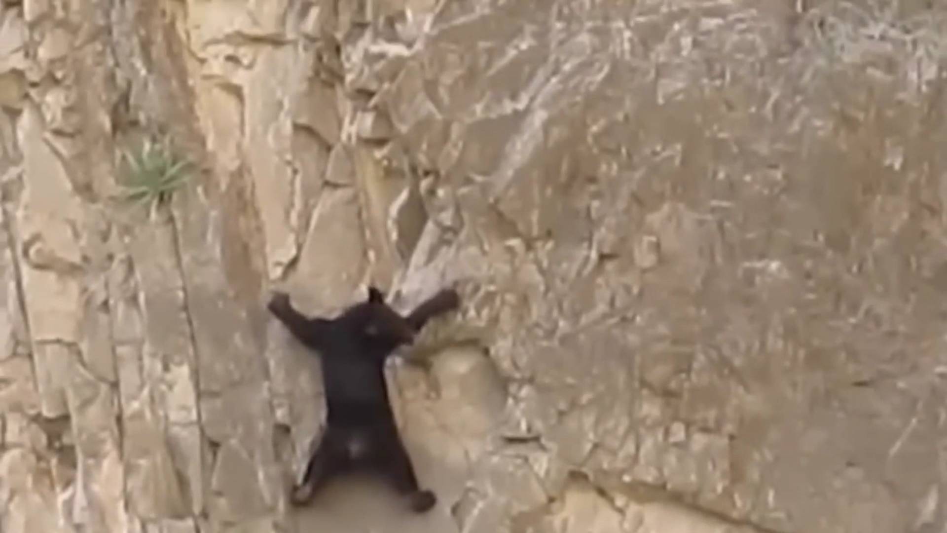 Медведю крупно повезло. Горные козлы и медведи - борьба за выживание в суровых условиях высокогорья смотреть онлайн