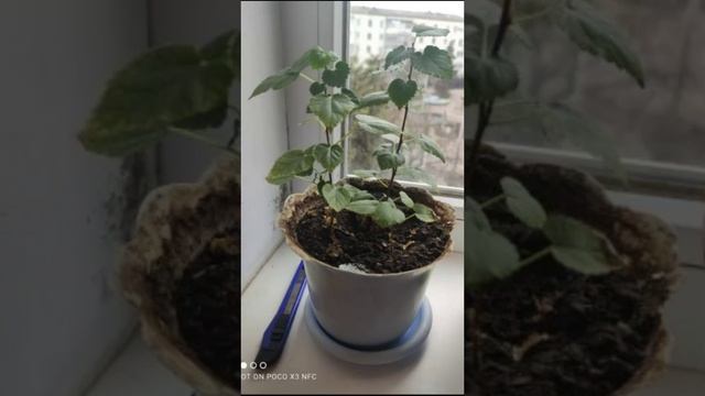 Мой первый Бонсай. Шелковице год. смотреть онлайн