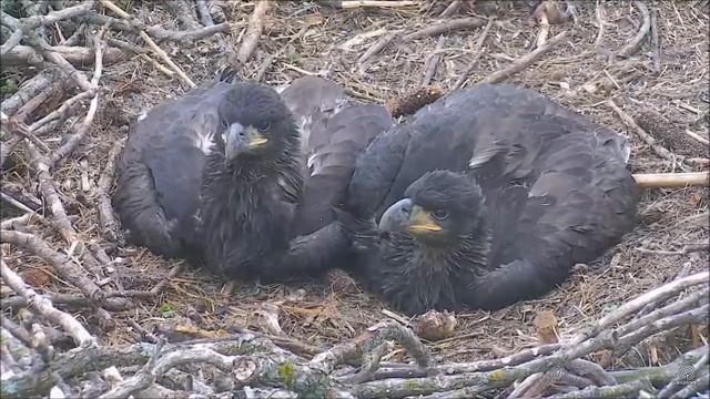 Decorah North Nest Eagles 18.05.2017. Eaglets reaction on flying by oriole смотреть онлайн