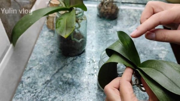 ОРХИДЕИ В ОТКРЫТОЙ СИСТЕМЕ