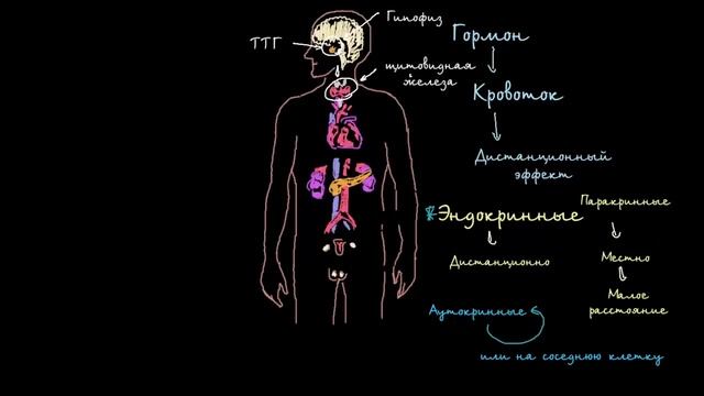 Знакомимся с гормонами смотреть онлайн