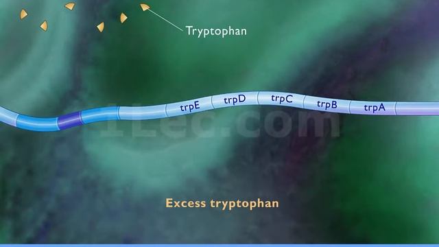 Tryptophan Repressor смотреть онлайн