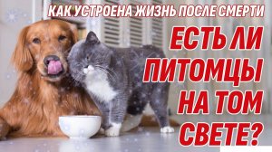 Есть ли ПИТОМЦЫ НА ТОМ СВЕТЕ? Как устроена ЖИЗНЬ ПОСЛЕ СМЕРТИ