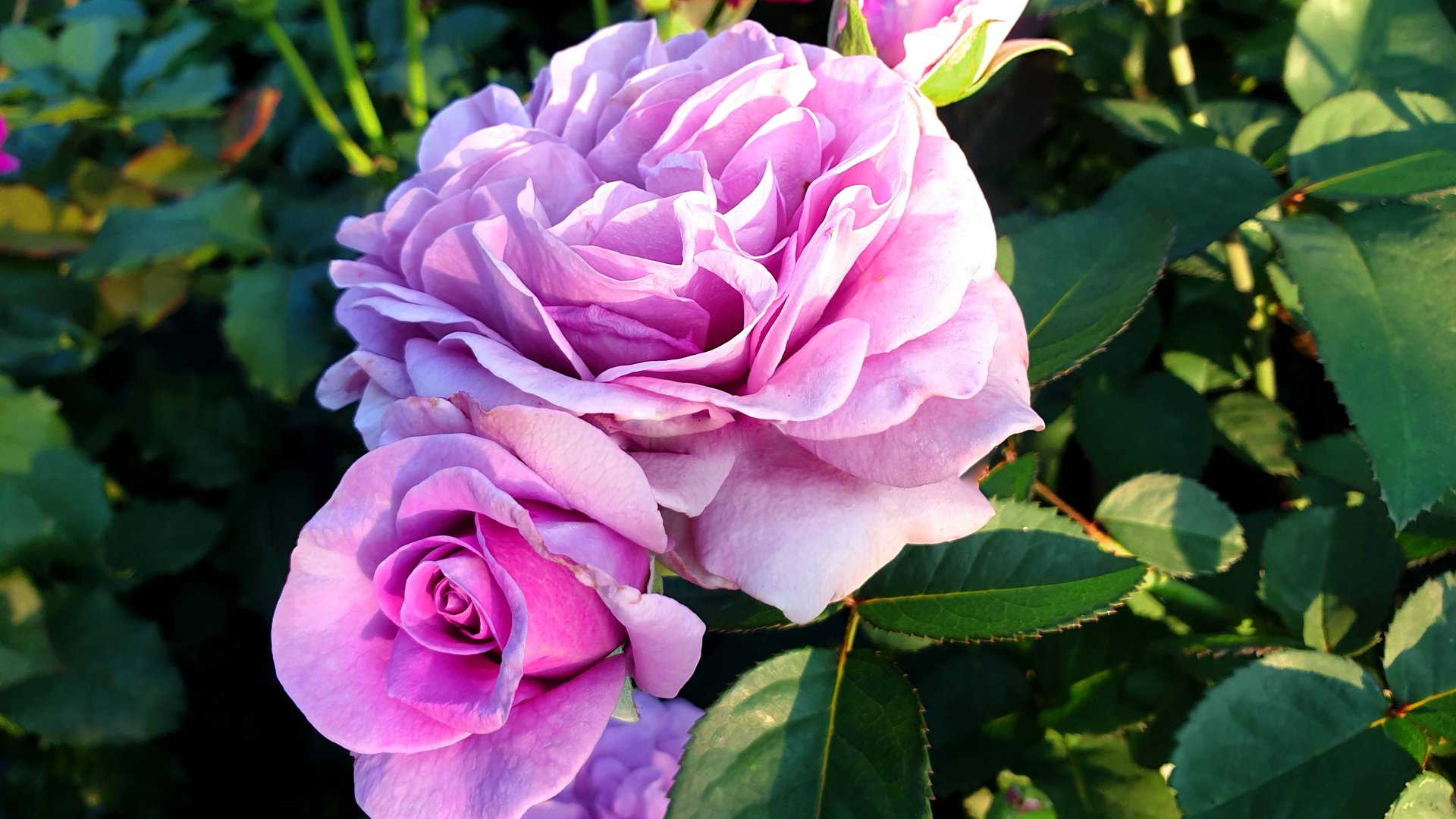 Цветение розы Терра Лимбургия. смотреть онлайн