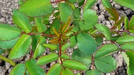 Как чувствуют себя саженцы роз осенней посадки. смотреть онлайн