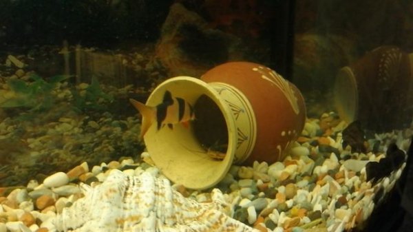 Парчовый сом