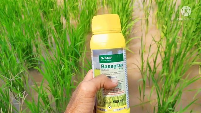 herbisida basagran 460SL смотреть онлайн
