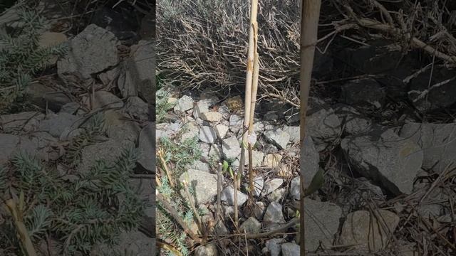 первая подкормка гортензии древовидной 02.04.2024 смотреть онлайн