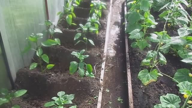 Формирование (Пасынкование) и Быстрое Подвязывание Болгарских Перцев в Теплице. смотреть онлайн