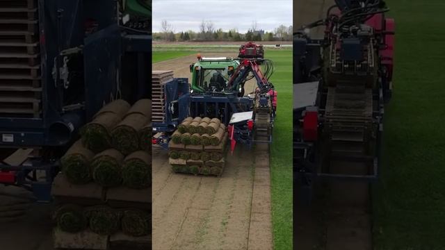 Работа комбайна для сбора дёрна смотреть онлайн