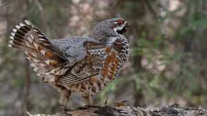 Пособие по рябчику | Как манить? Чем манить? Когда манить? | Полезные советы