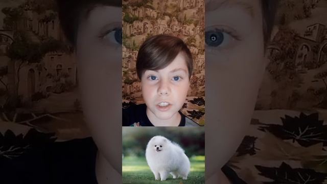 топ 10 маленьких пород собак