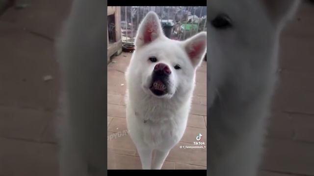 🤣🤣😻💮😘 смотреть онлайн