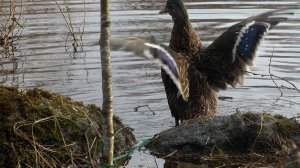 Охота на селезня | С породистыми подсадными | Весь сезон весна 2022